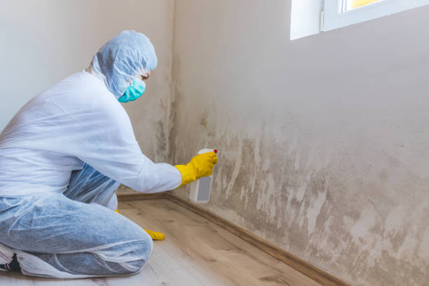 Best Certified Mold Removal  in Staic, CA