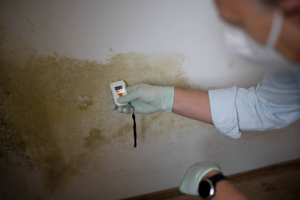 Best Attic Mold Removal  in Staic, CA