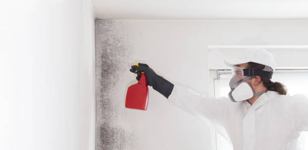 Best Mold Remediation  in Staic, CA