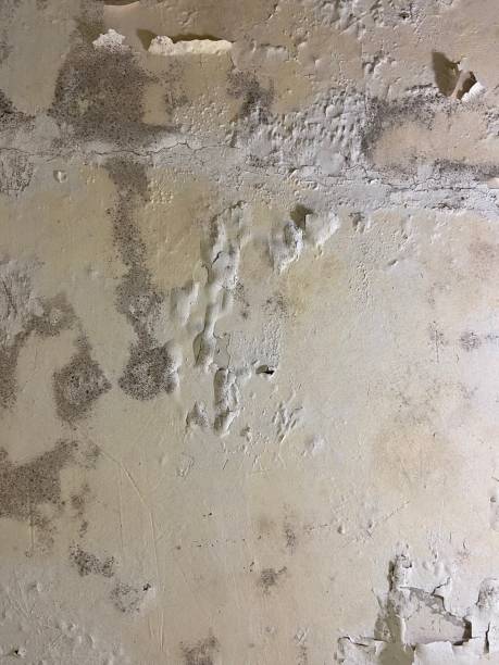 Best Residential Mold Removal  in Staic, CA