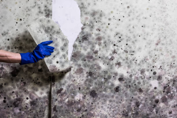 Best Mold Cleaning Services  in Staic, CA