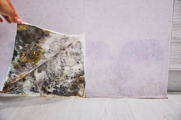 Best Mold Removal Near Me  in Staic, CA